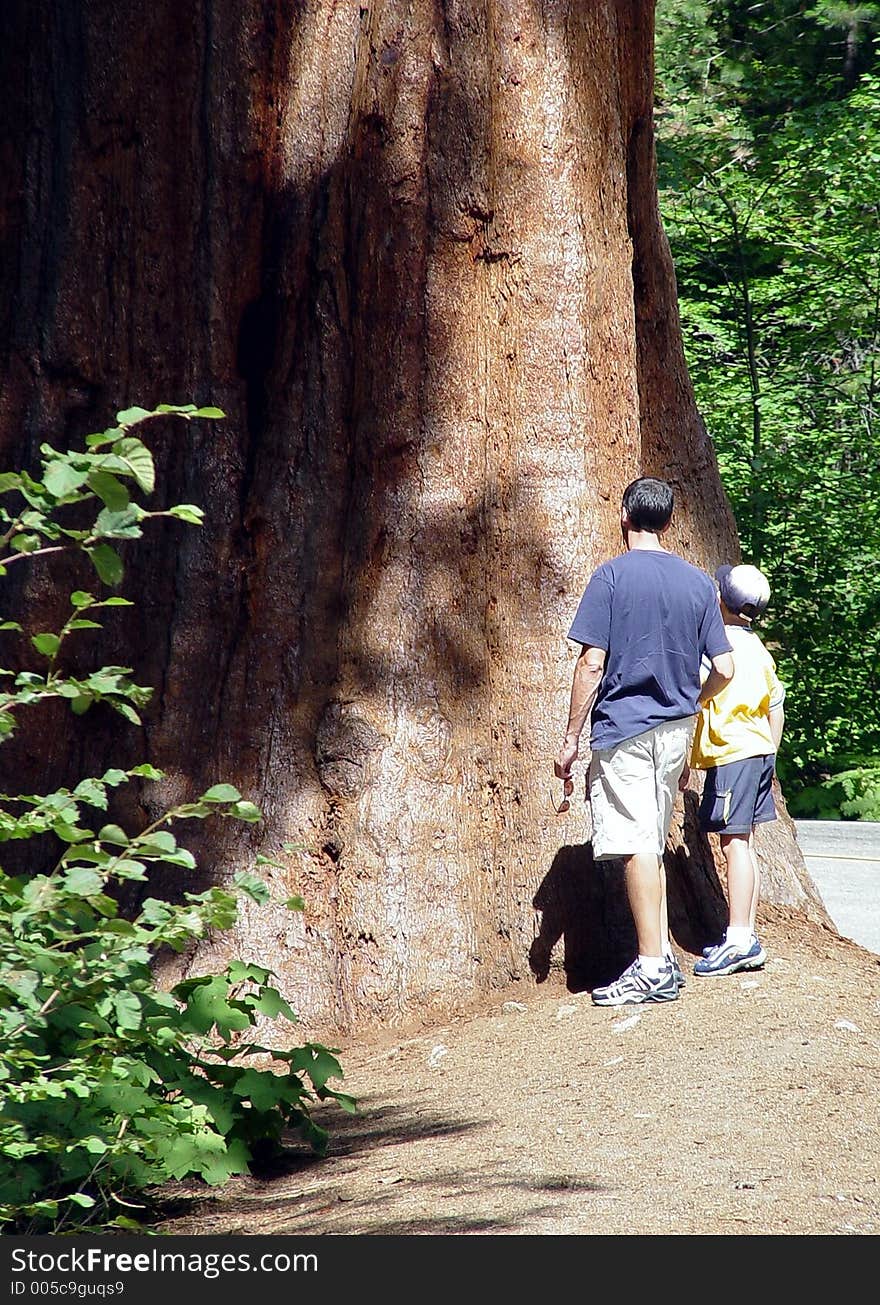 High in the mountains at the Sequoia National Forest in Three Rivers, California. High in the mountains at the Sequoia National Forest in Three Rivers, California