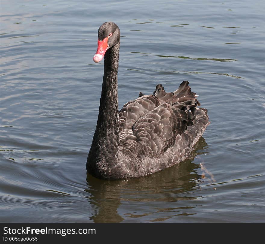 A Black Swan