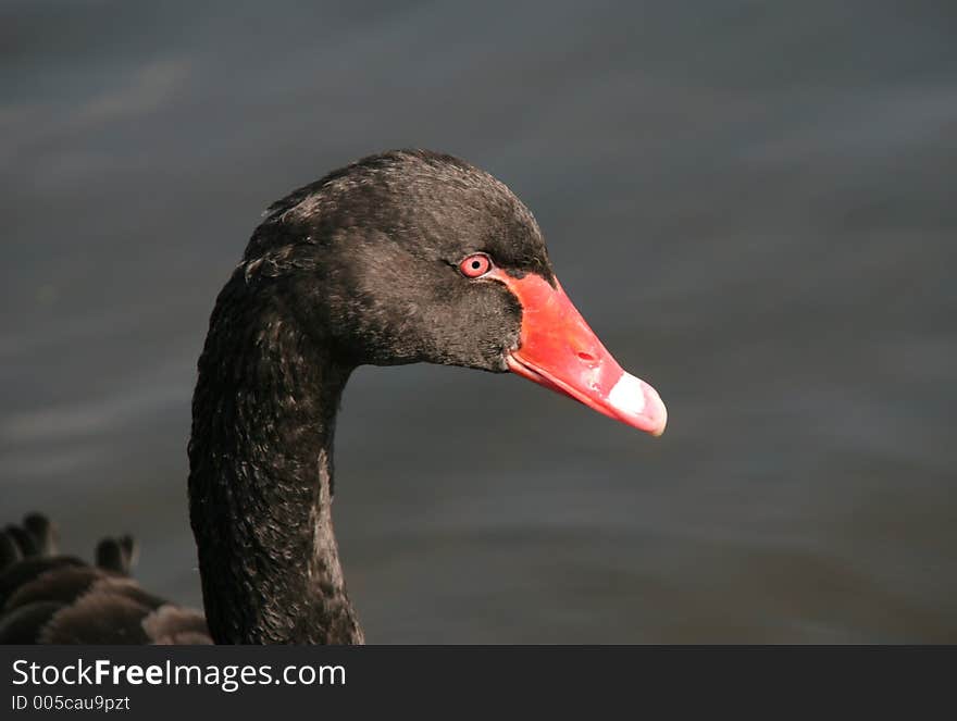 Black swans head in profile, close up with a red eye and red beak. Black swans head in profile, close up with a red eye and red beak