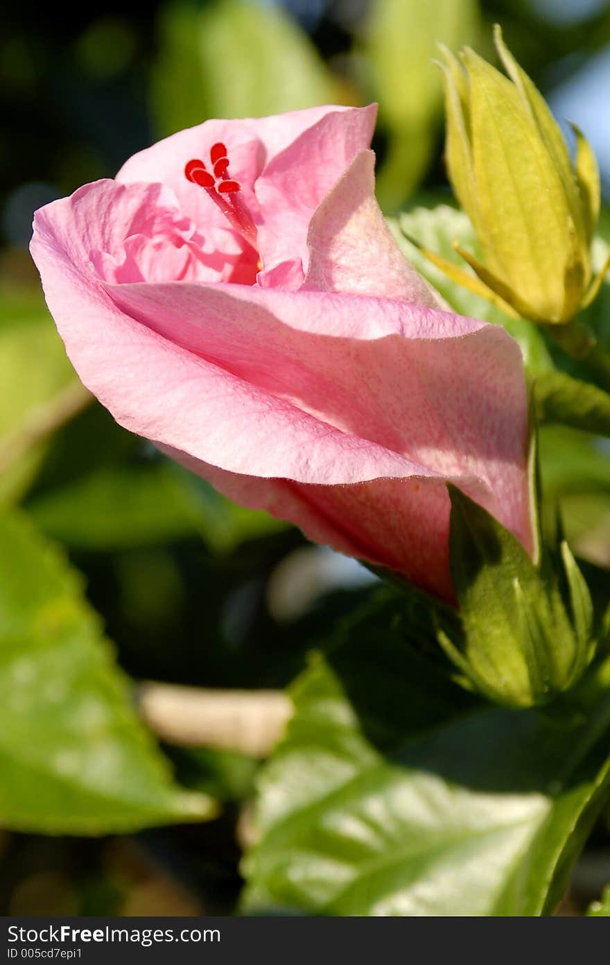 Closeup of a Hibiscus bud in the early morning