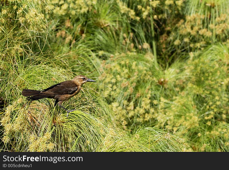 Juvenile Grackle