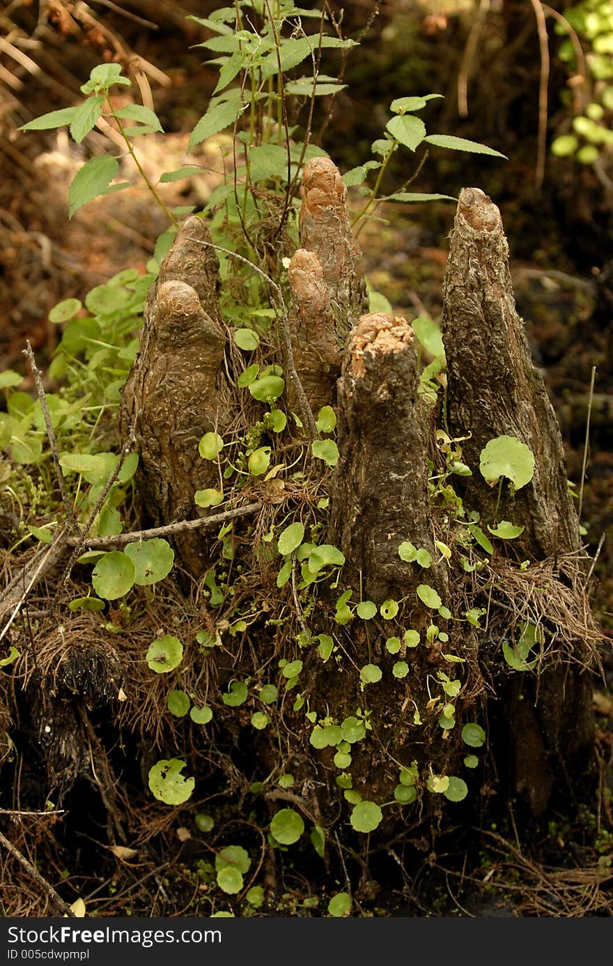 Cypress Knees