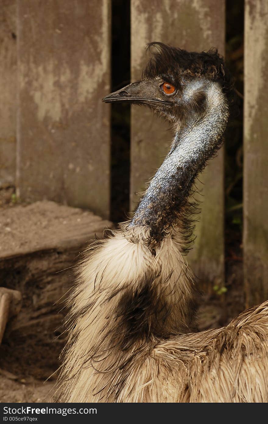 Ostrich in captivity