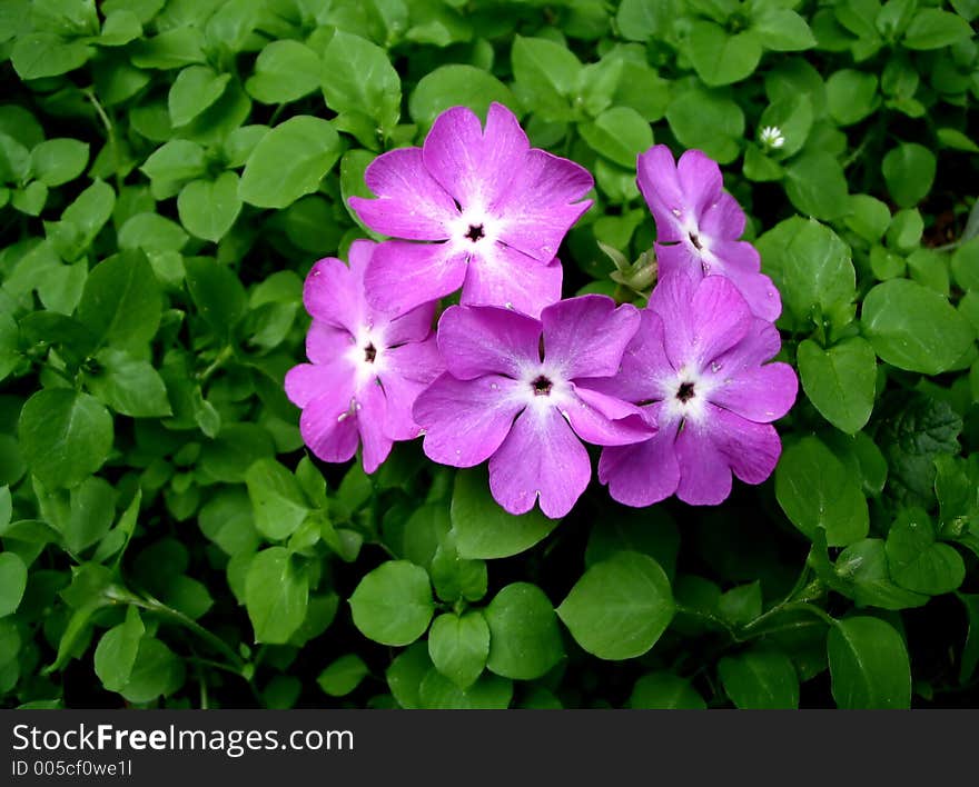 Pink and green. Pink and green