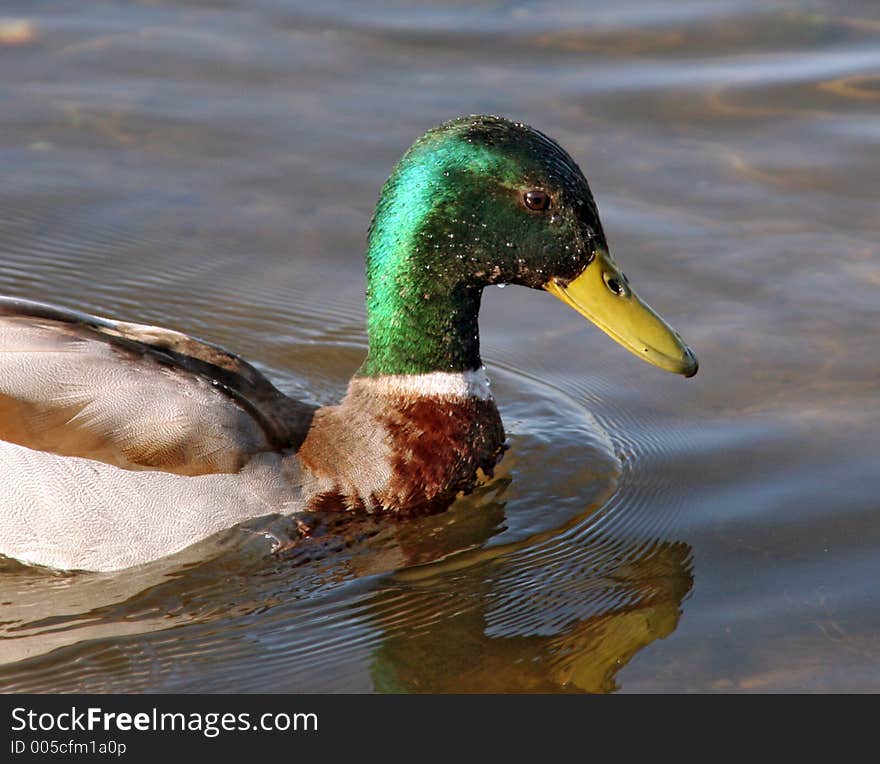 Close up of a drake's head with water droplets on feathers. Close up of a drake's head with water droplets on feathers