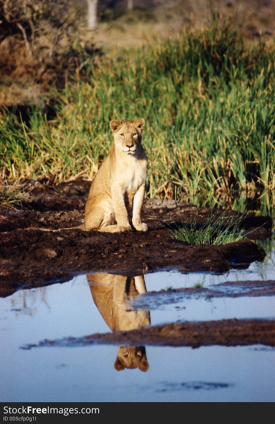 Lion at waterhole. Lion at waterhole