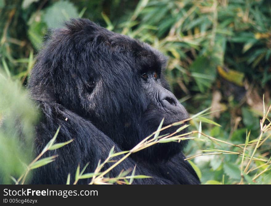 Mountain gorilla. Mountain gorilla