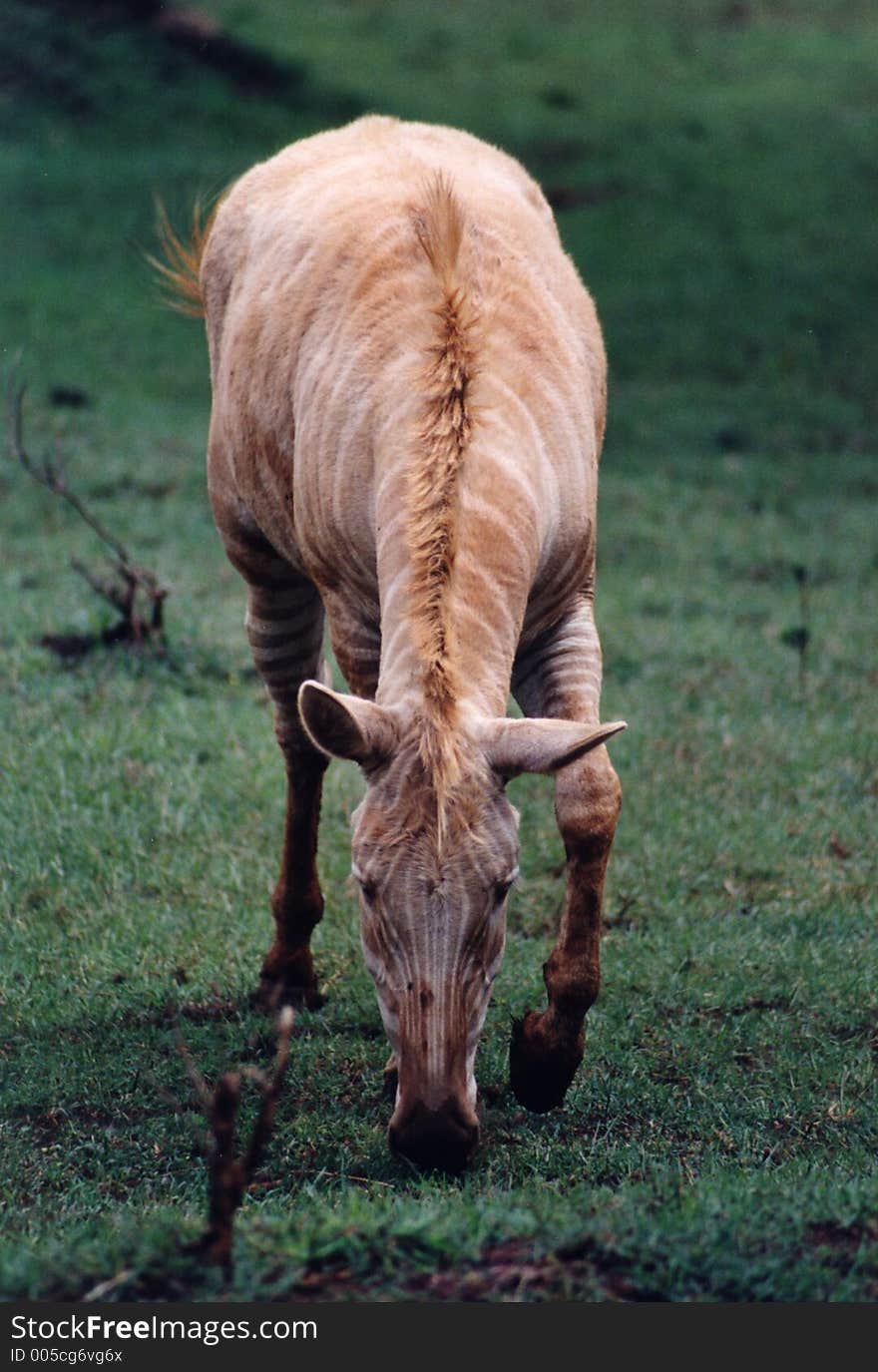 Albino zebra. Albino zebra