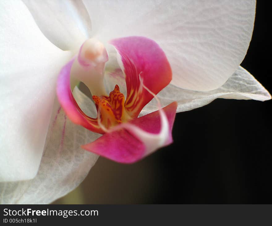 Pink and white orchid closeup with copy space