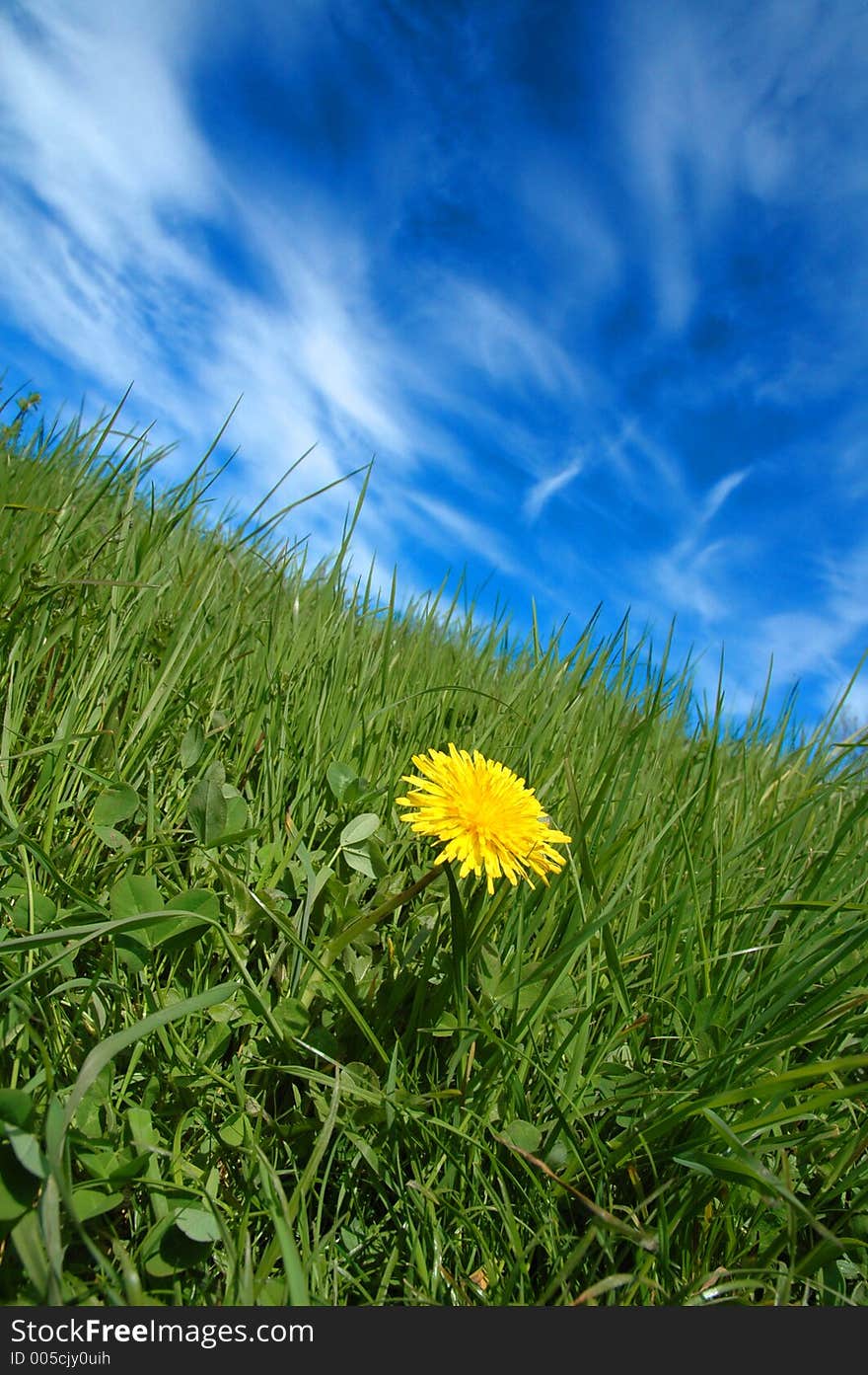 Yellow flower in green field. Yellow flower in green field.