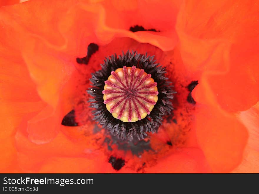 Poppy head