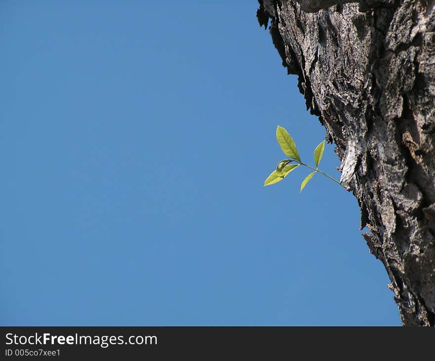 Small leaf on trunk with blue background. Small leaf on trunk with blue background