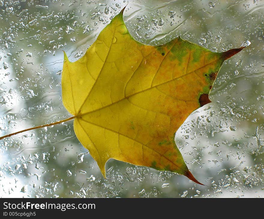 Autumn leaf