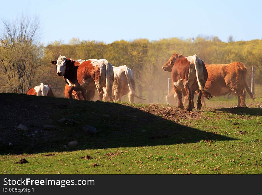 Cows.