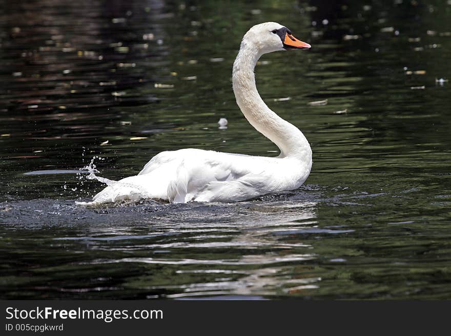 White Swan Bath