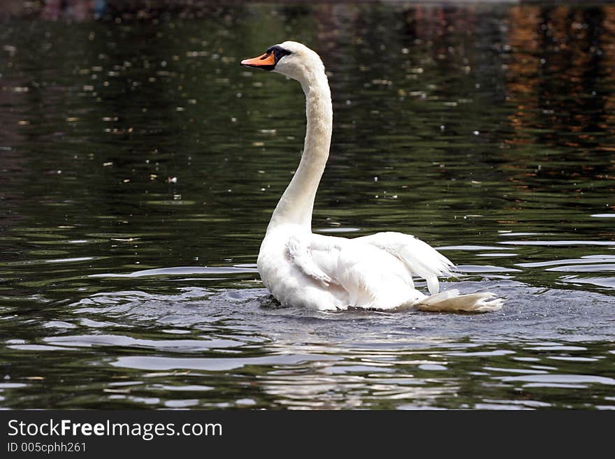 Bathing white swan