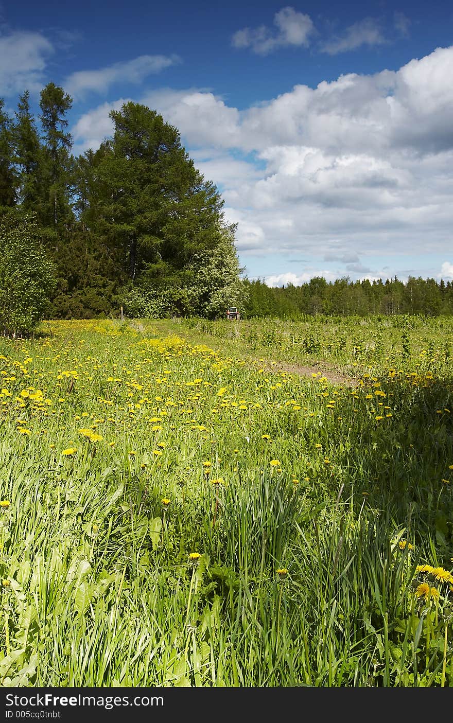 Field landscape