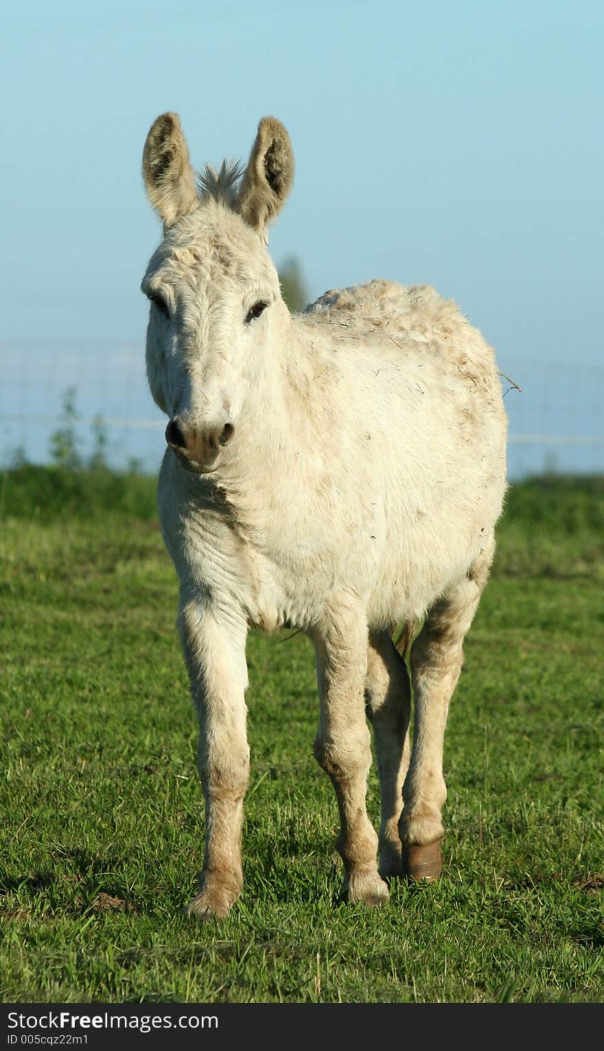 A white donkey in a pasture