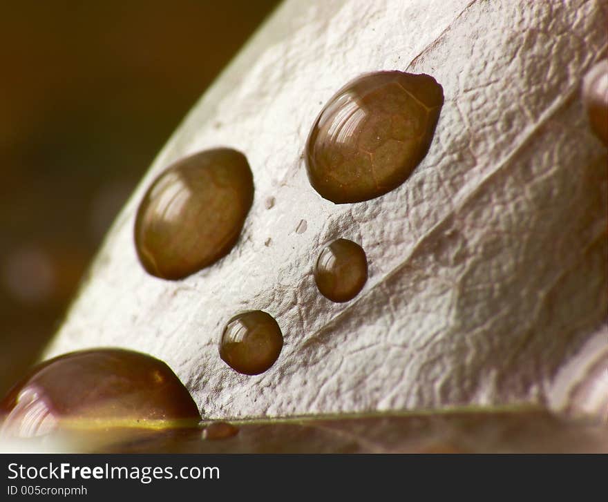 Raindrops on a leaf