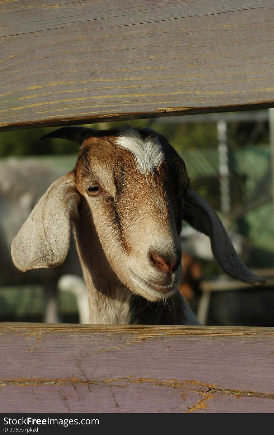 Friendly goat at Lowry Park Zoo. Friendly goat at Lowry Park Zoo