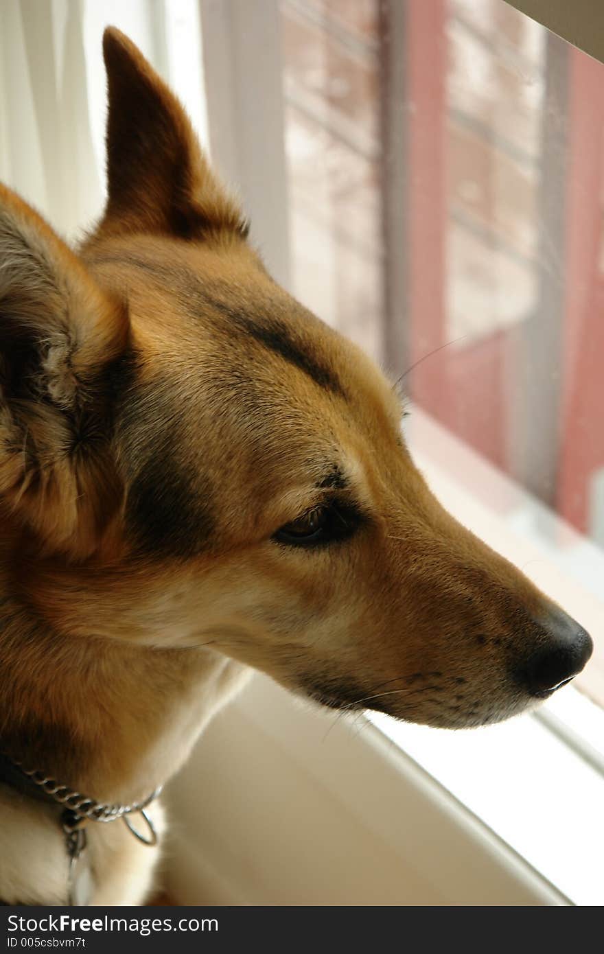 Dog waiting for his master to come home. Dog waiting for his master to come home.