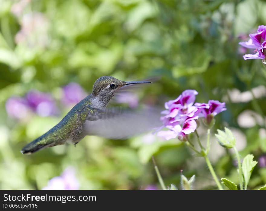 Hummingbird and Flower