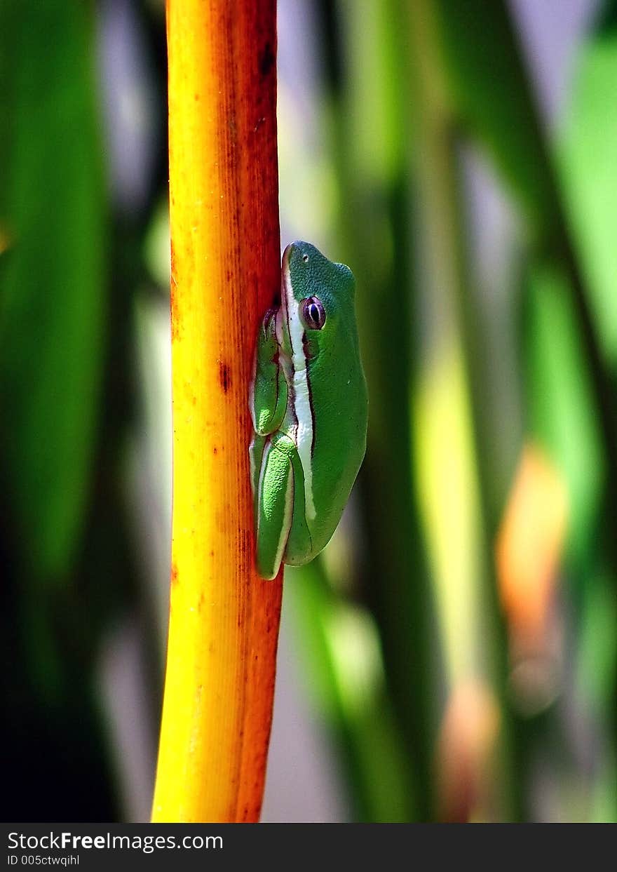 Green treefrog