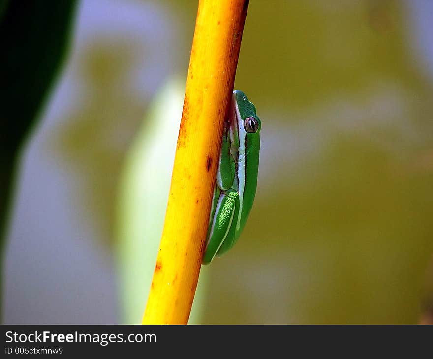 Green treefrog