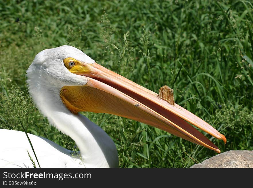 Photo of a Pelican. Photo of a Pelican