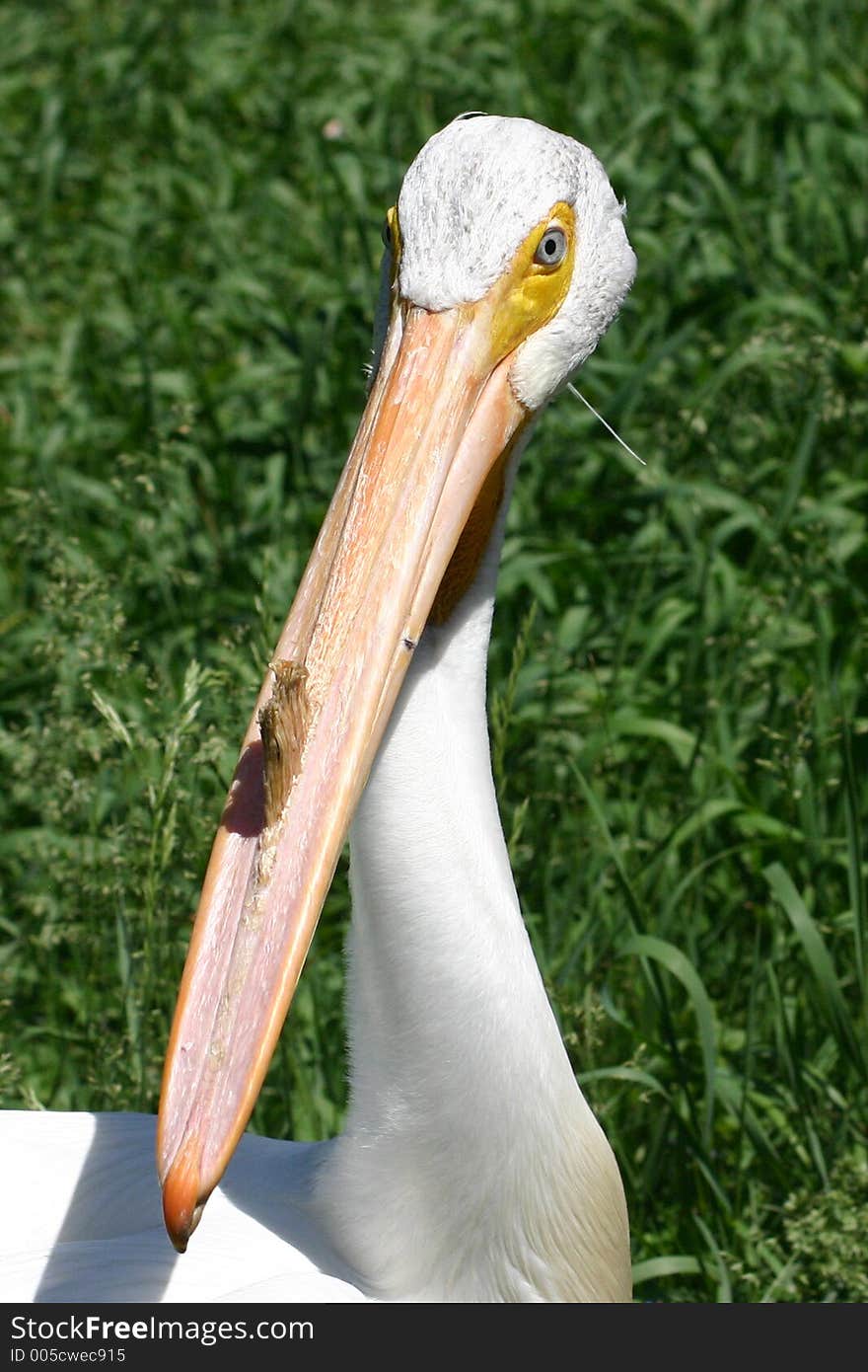 Pelican Up Close