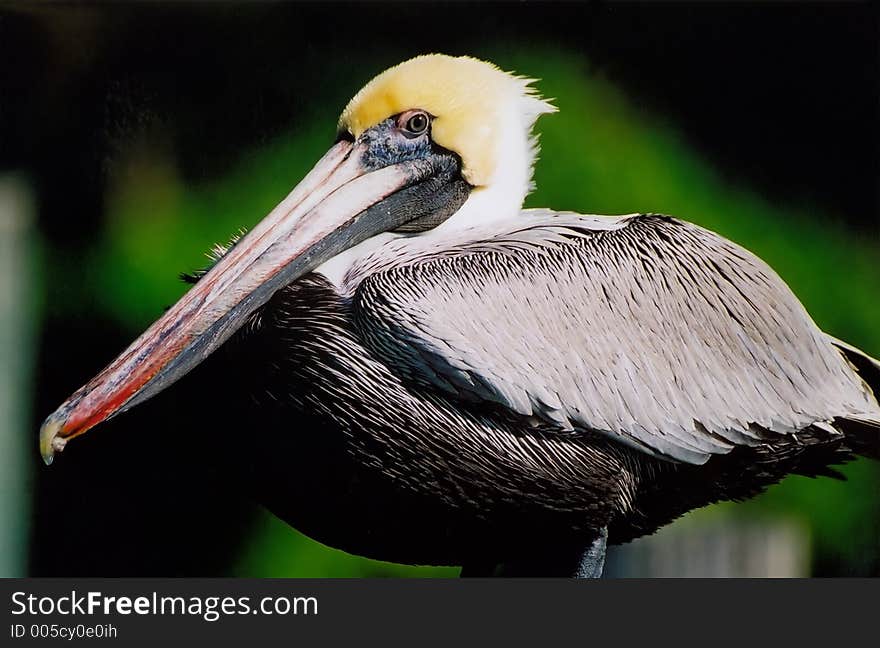 Pelican