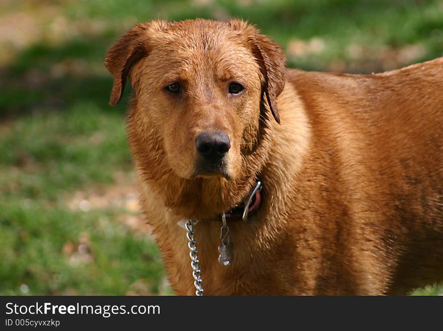 Sophie, golden/lab mix, plays in the water. Sophie, golden/lab mix, plays in the water