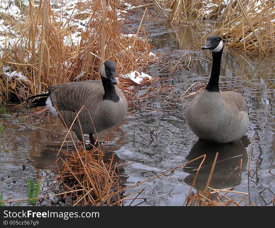 Canada Geese