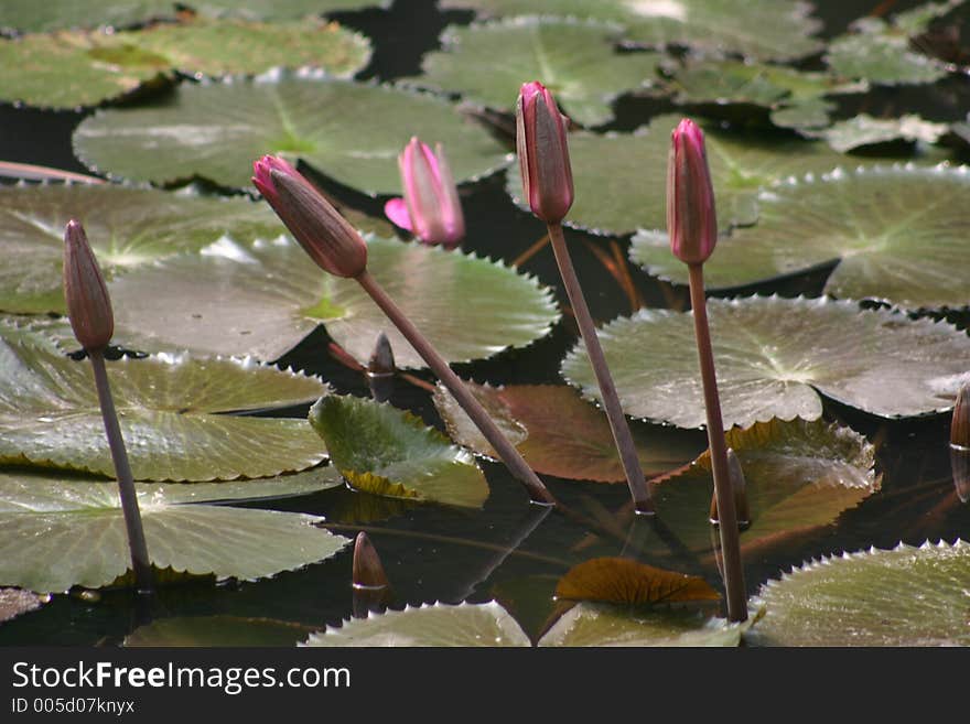 Lillies