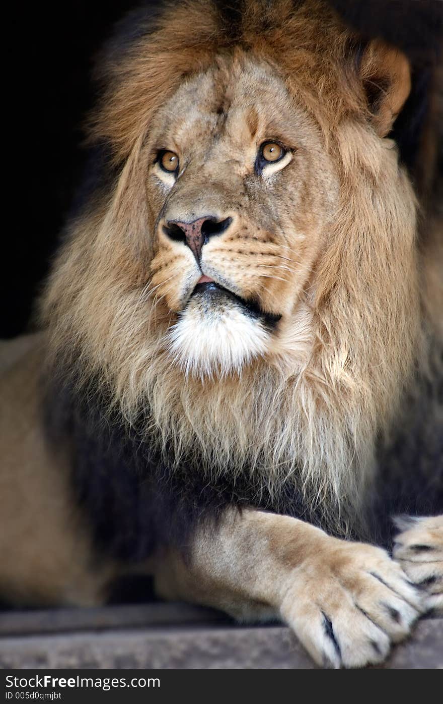 Male lion in a relaxing pose