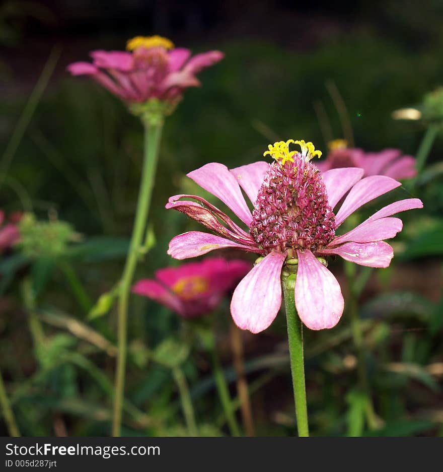 Close up of a flower