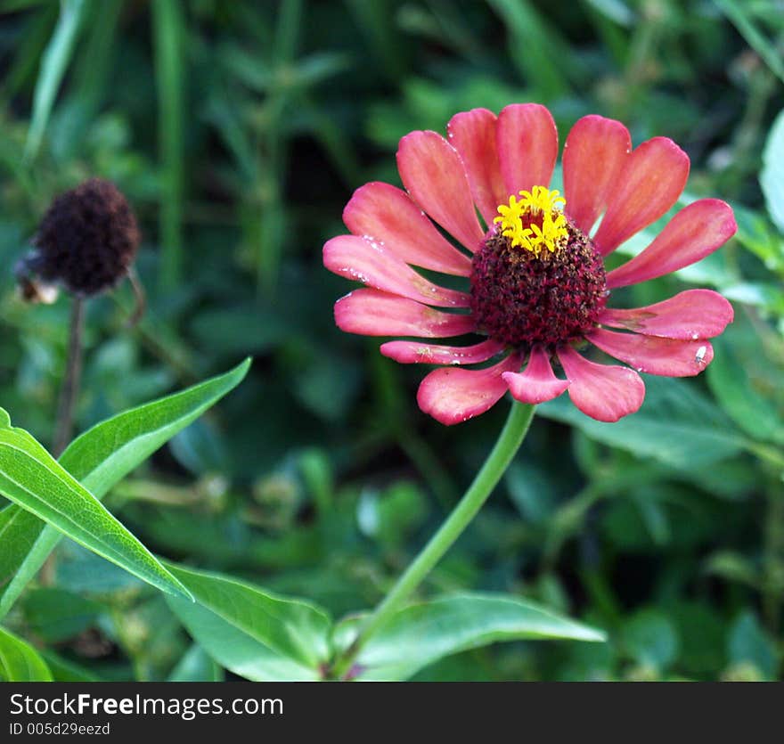 A beautiful flower. A beautiful flower