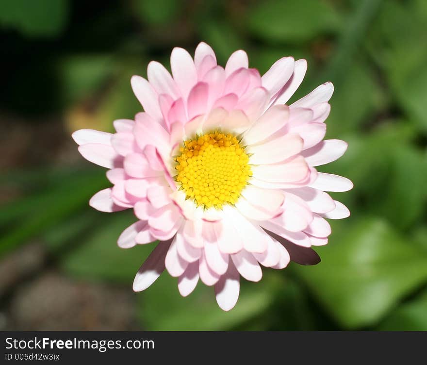 Partial view of a daisy lit from behind