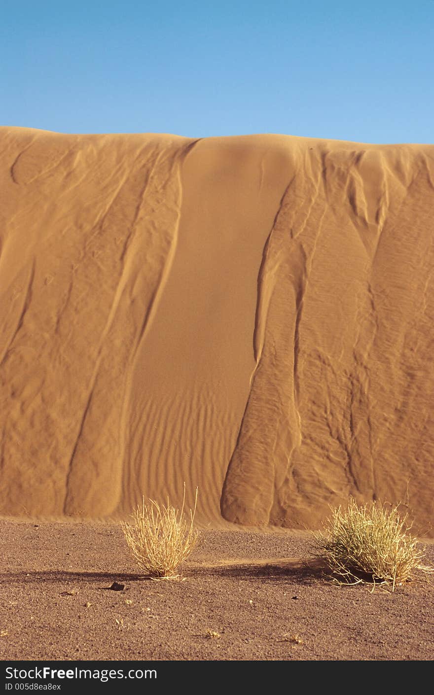 Dune gaining on vegetation in Sahara, Morocco. Dune gaining on vegetation in Sahara, Morocco