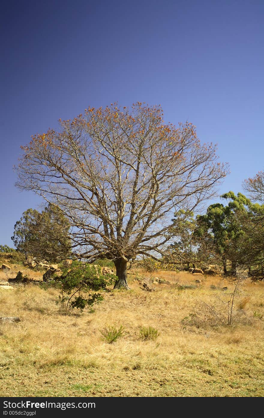 Tree on a hill during winter. Tree on a hill during winter.