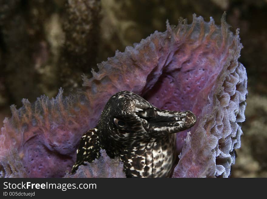 Bouquet Of Moray