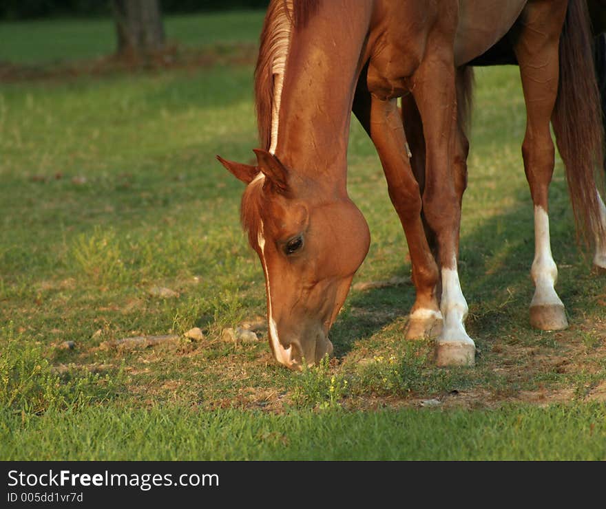 Grazing Arabian