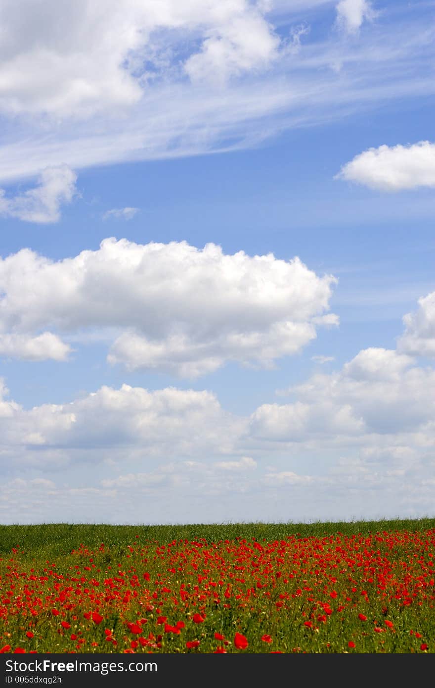 Poppy and cloudy sky