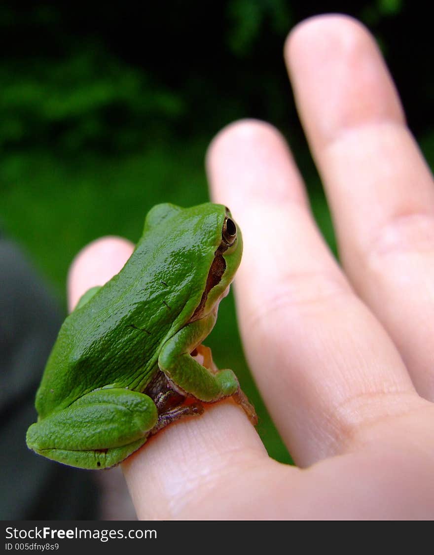 Green frog stazing on thumb