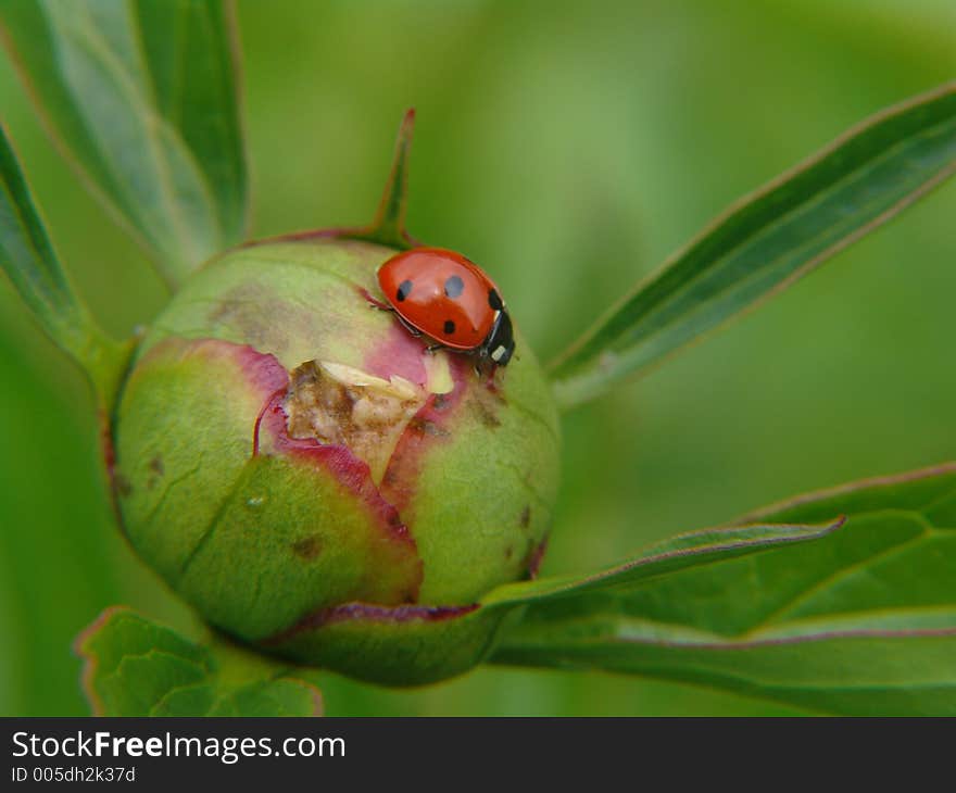 Ladybug on peony bud