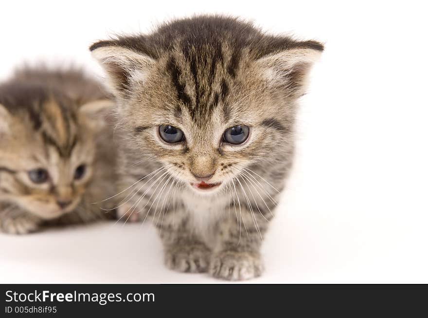 Kittens On White Background (background Kitten Soft)