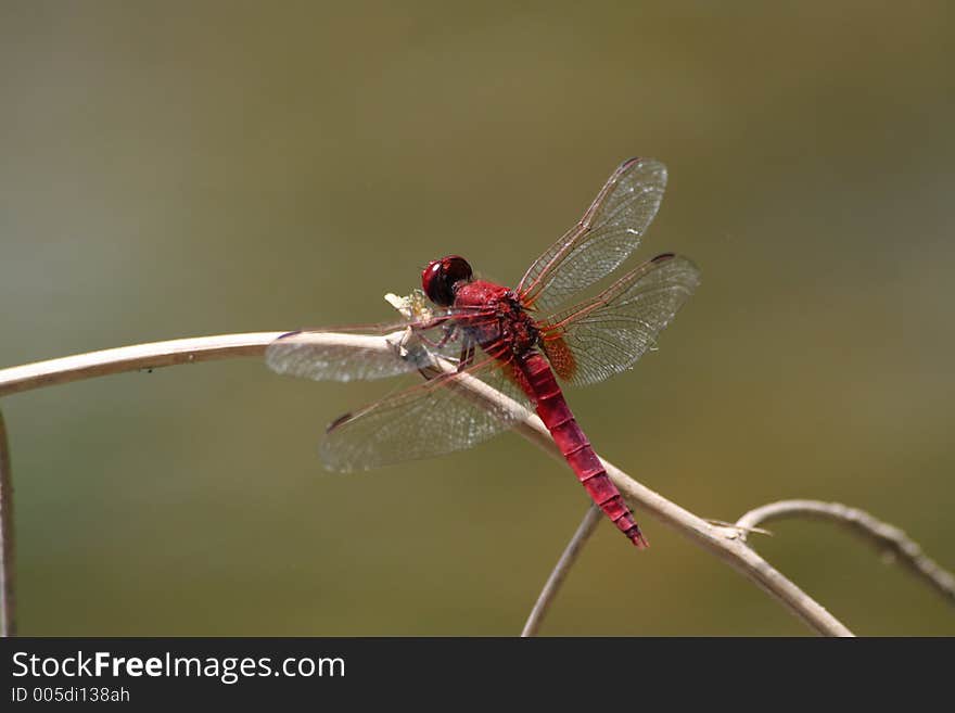 Red dragonfly