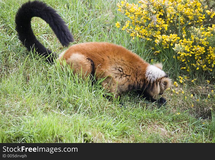 Red Ruffed Lemur