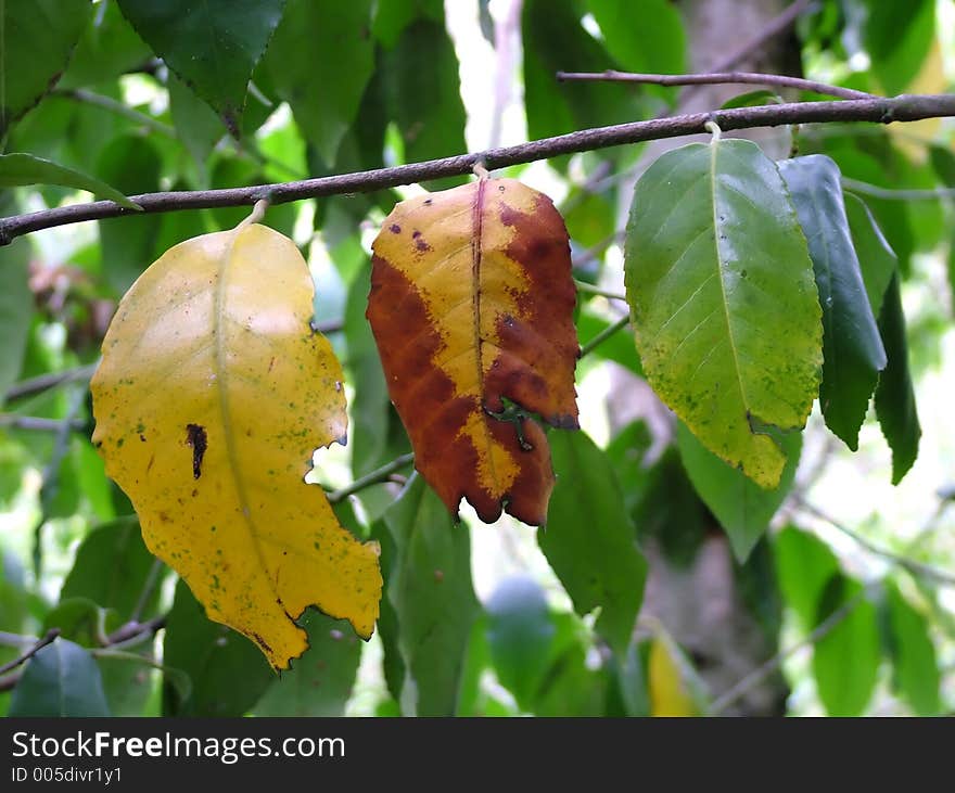 All colors of early autumn