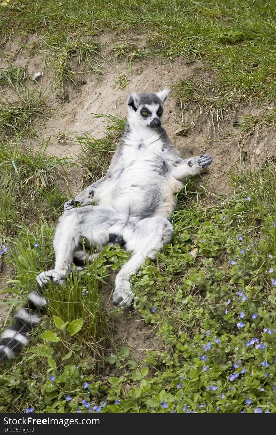 Ring Tailed Lemur